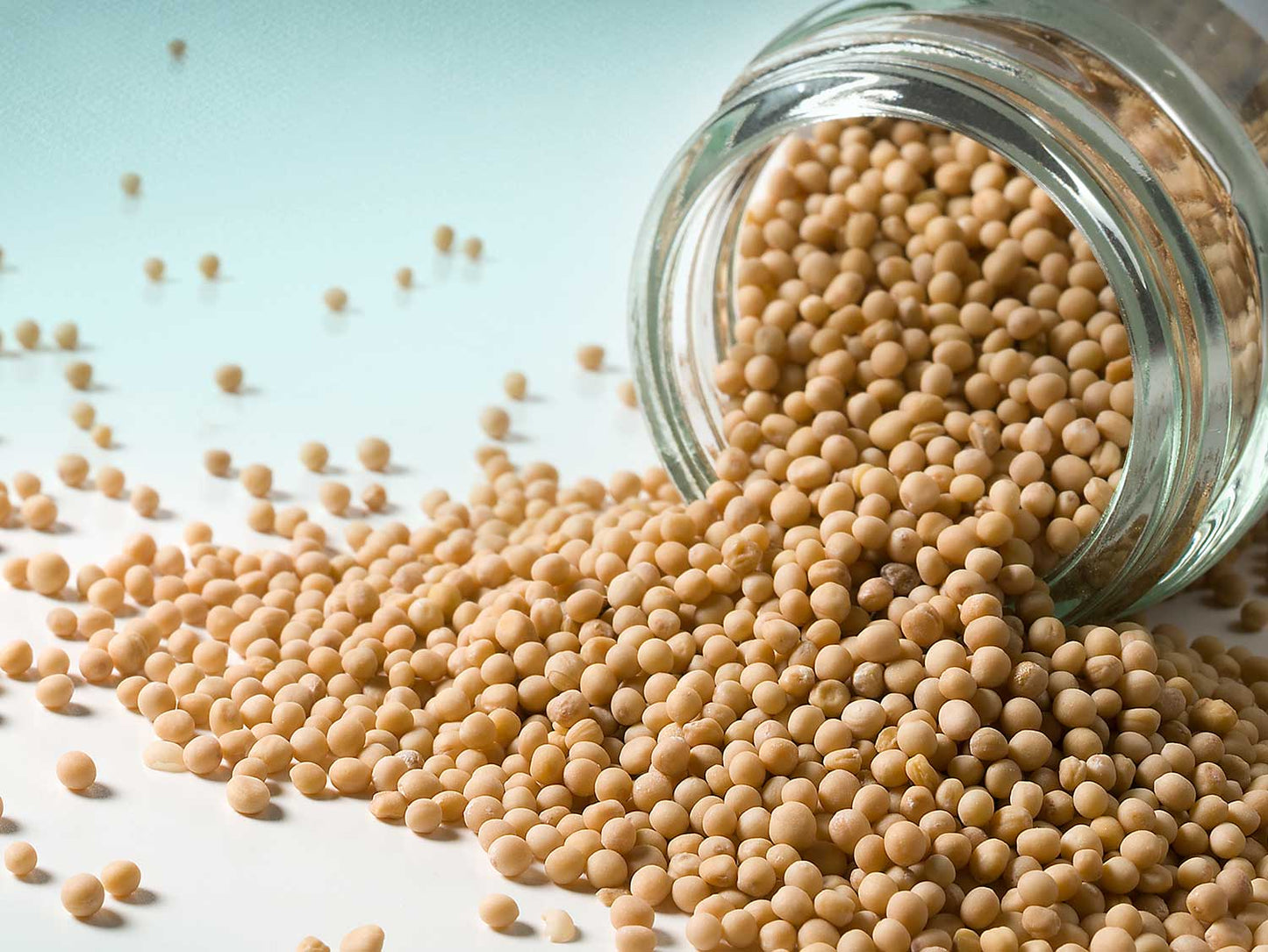 Zrnká horčice žltá 50 g