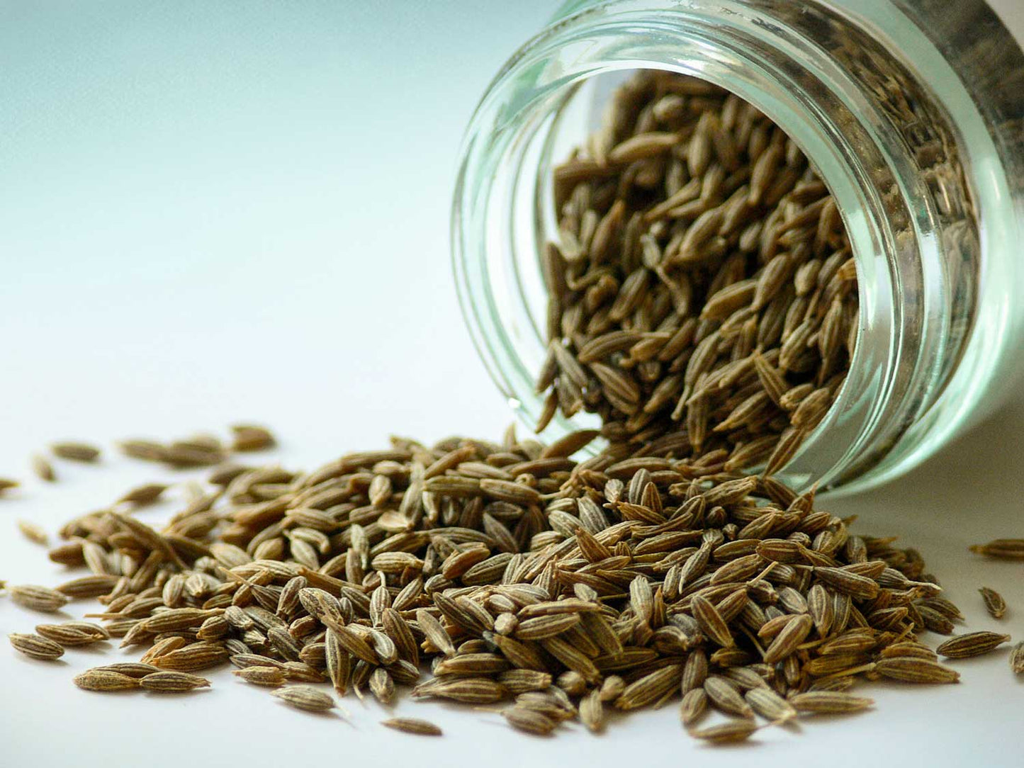 Semená rasce 50 g